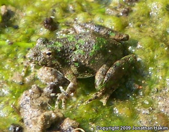 Blanchard's Cricket Frog (Acris crepitans blanchardi)