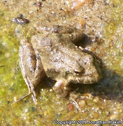 Blanchard's Cricket Frog (Acris crepitans blanchardi)