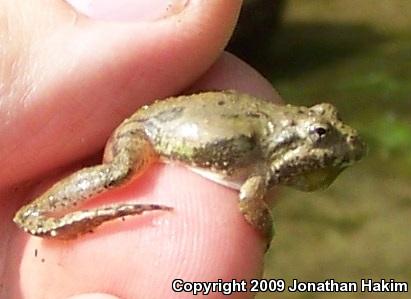 Blanchard's Cricket Frog (Acris crepitans blanchardi)