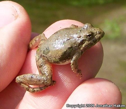 Blanchard's Cricket Frog (Acris crepitans blanchardi)