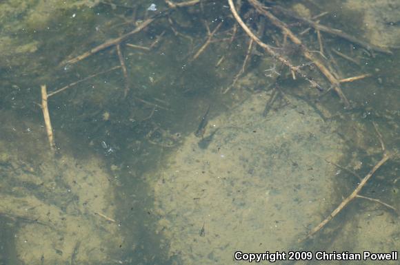 African Clawed Frog (Xenopus laevis)