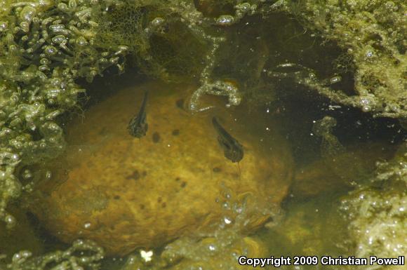 African Clawed Frog (Xenopus laevis)