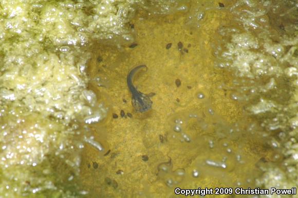 African Clawed Frog (Xenopus laevis)