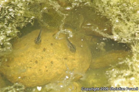 African Clawed Frog (Xenopus laevis)