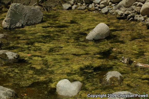 African Clawed Frog (Xenopus laevis)