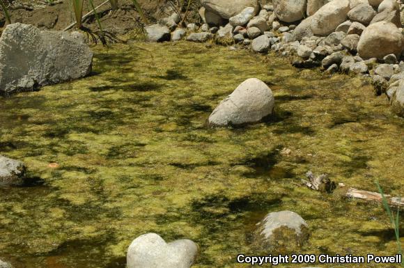 African Clawed Frog (Xenopus laevis)