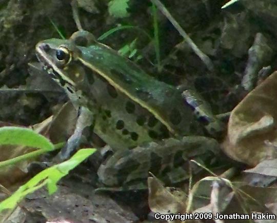 Southern Leopard Frog (Lithobates sphenocephalus utricularius)