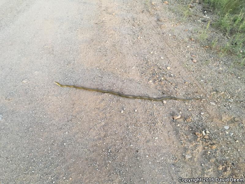 Green Ratsnake (Senticolis triaspis intermedia)