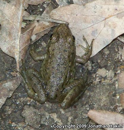 Northern Green Frog (Lithobates clamitans melanota)