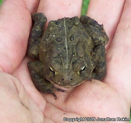 Eastern American Toad (Anaxyrus americanus americanus)