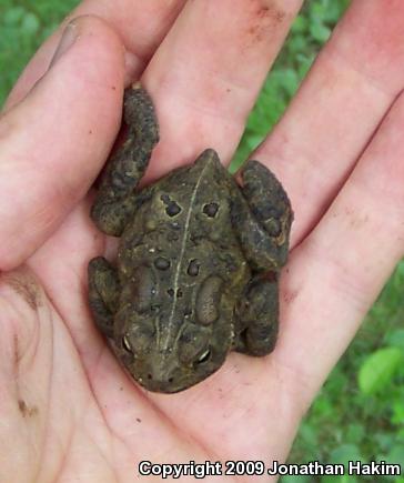 Eastern American Toad (Anaxyrus americanus americanus)