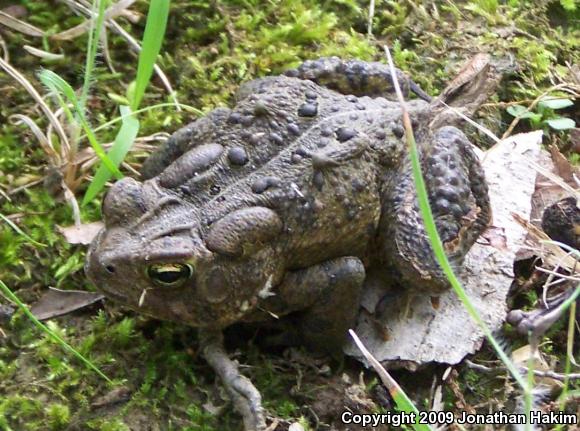 Eastern American Toad (Anaxyrus americanus americanus)