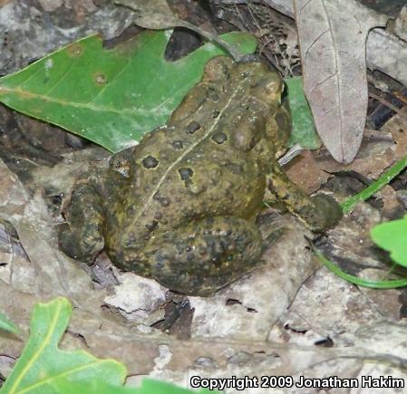 Eastern American Toad (Anaxyrus americanus americanus)