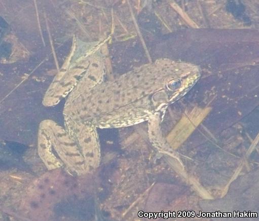 Northern Green Frog (Lithobates clamitans melanota)