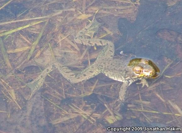 Northern Green Frog (Lithobates clamitans melanota)