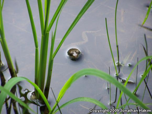 Northern Green Frog (Lithobates clamitans melanota)