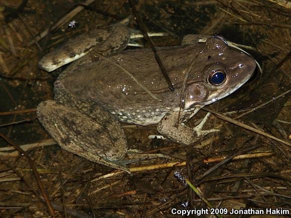 Northern Green Frog (Lithobates clamitans melanota)