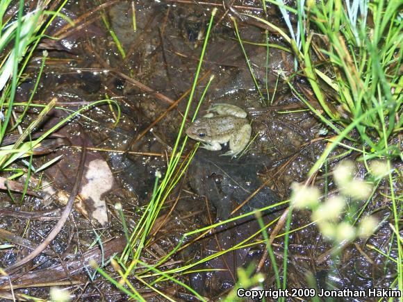 Northern Green Frog (Lithobates clamitans melanota)