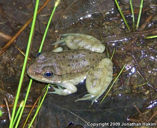 Northern Green Frog (Lithobates clamitans melanota)