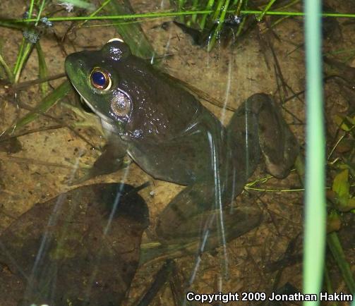 American Bullfrog (Lithobates catesbeianus)