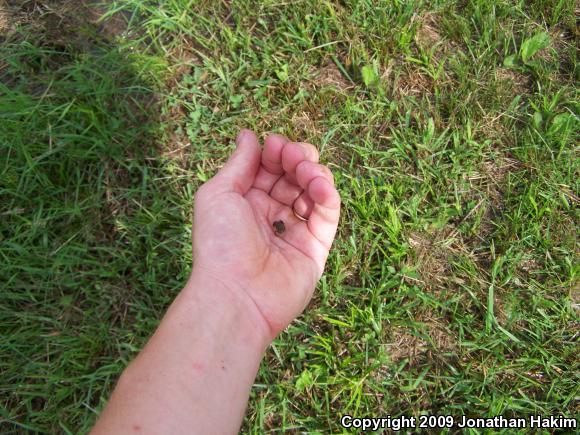 Eastern American Toad (Anaxyrus americanus americanus)