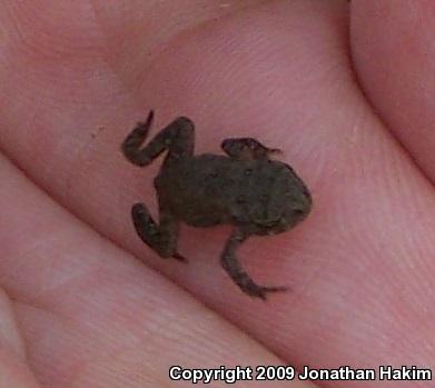 Eastern American Toad (Anaxyrus americanus americanus)