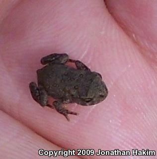 Eastern American Toad (Anaxyrus americanus americanus)