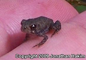 Eastern American Toad (Anaxyrus americanus americanus)