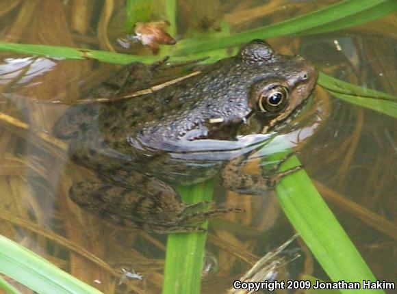 Northern Green Frog (Lithobates clamitans melanota)