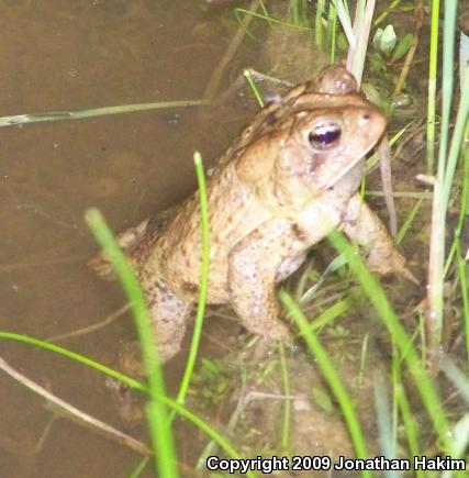 Eastern American Toad (Anaxyrus americanus americanus)