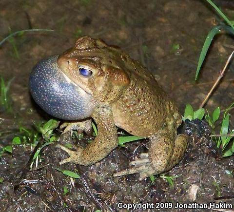 Eastern American Toad (Anaxyrus americanus americanus)