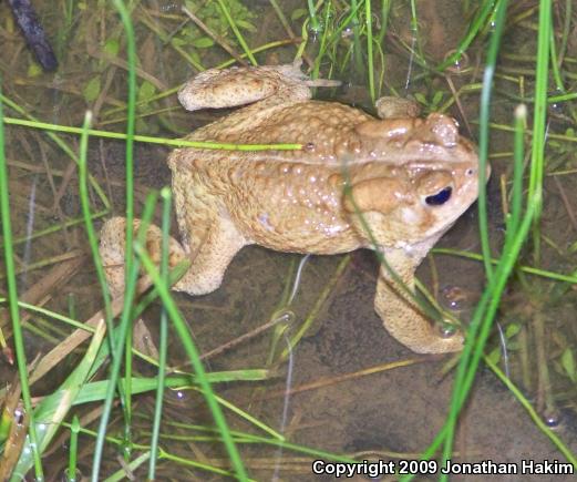 Eastern American Toad (Anaxyrus americanus americanus)