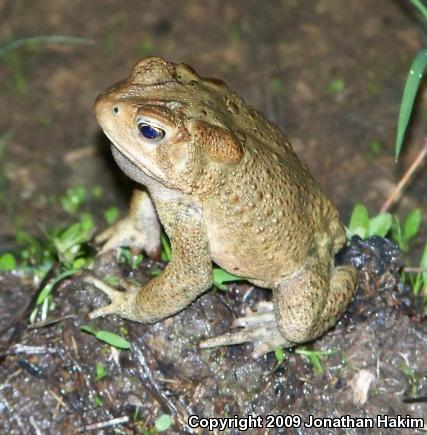 Eastern American Toad (Anaxyrus americanus americanus)