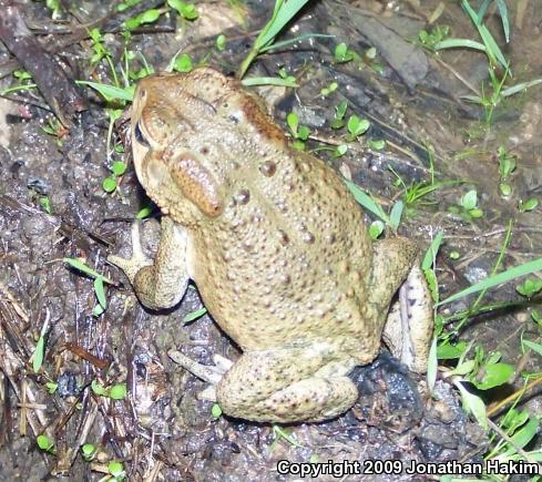 Eastern American Toad (Anaxyrus americanus americanus)