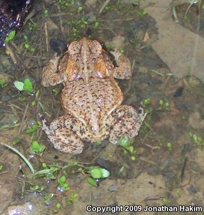 Eastern American Toad (Anaxyrus americanus americanus)