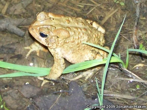 Eastern American Toad (Anaxyrus americanus americanus)