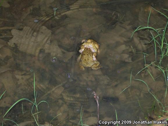 Eastern American Toad (Anaxyrus americanus americanus)