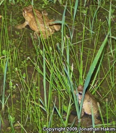 Eastern American Toad (Anaxyrus americanus americanus)