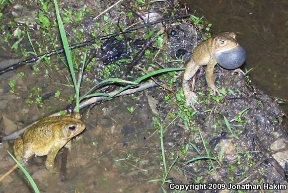 Eastern American Toad (Anaxyrus americanus americanus)