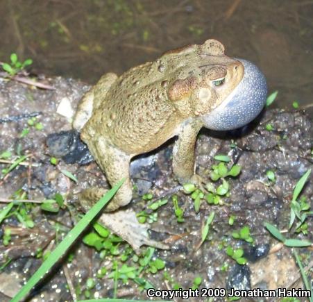 Eastern American Toad (Anaxyrus americanus americanus)