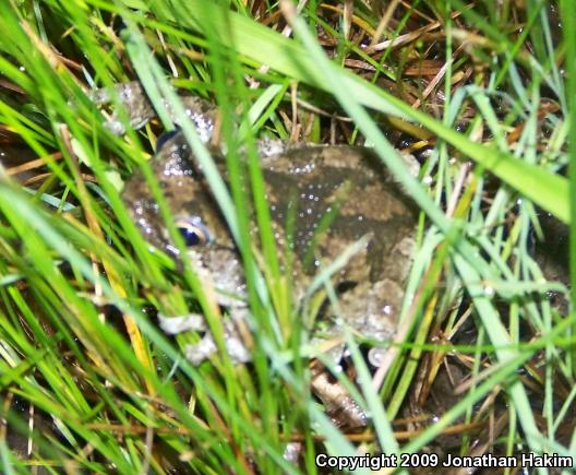 Gray Treefrog (Hyla versicolor)