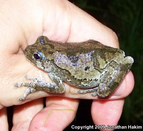 Gray Treefrog (Hyla versicolor)