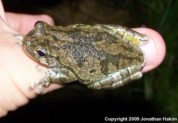 Gray Treefrog (Hyla versicolor)