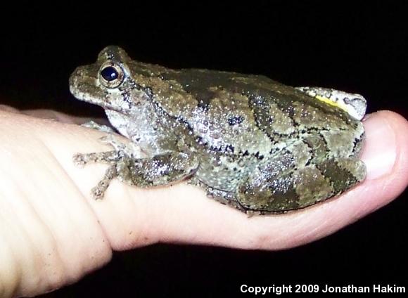 Gray Treefrog (Hyla versicolor)