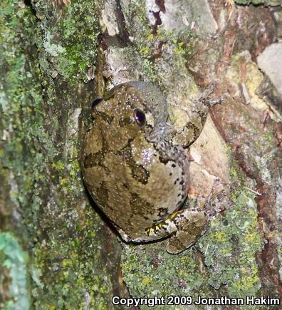 Gray Treefrog (Hyla versicolor)