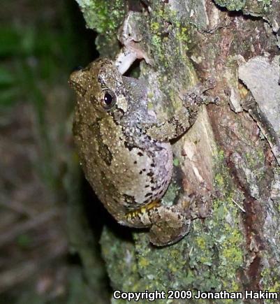 Gray Treefrog (Hyla versicolor)