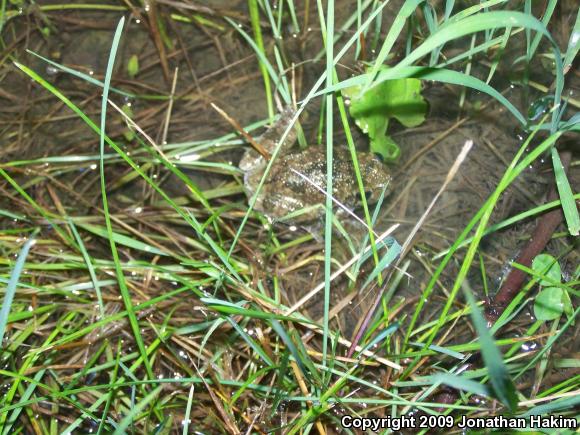 Gray Treefrog (Hyla versicolor)