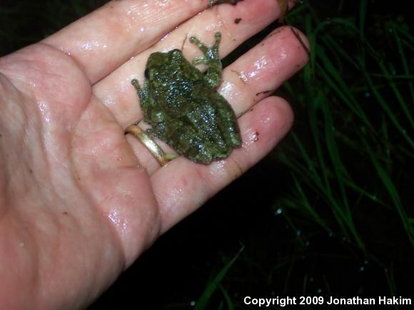 Gray Treefrog (Hyla versicolor)