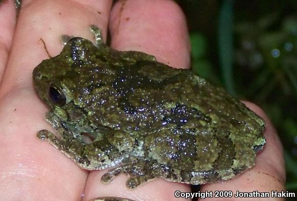 Gray Treefrog (Hyla versicolor)