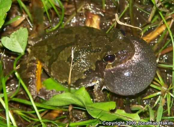 Gray Treefrog (Hyla versicolor)